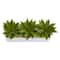 13" Agave Succulent in White Rectangular Planter